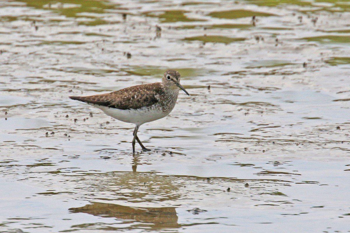 Solitary Sandpiper - ML113834191