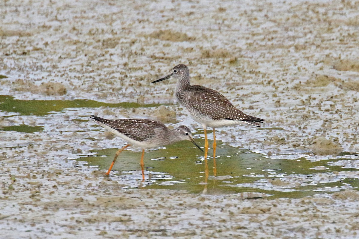 Greater Yellowlegs - ML113834481