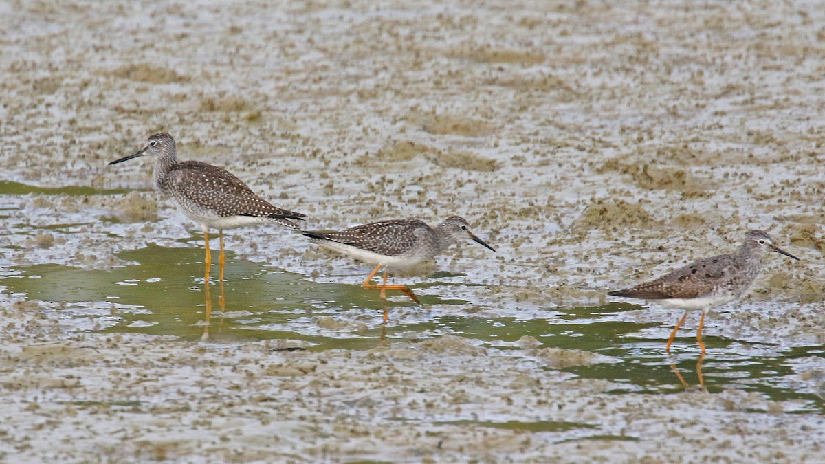 Lesser Yellowlegs - ML113834771