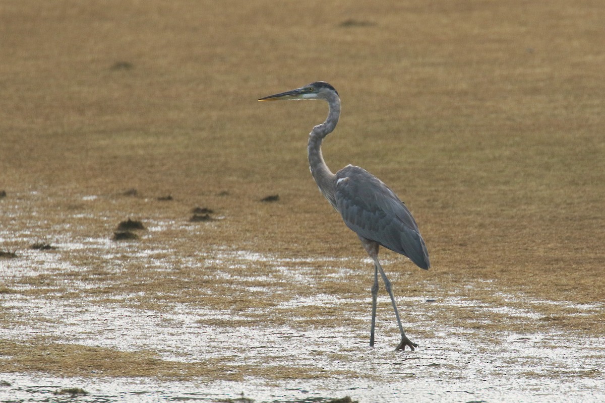 Great Blue Heron (Great Blue) - ML113835271