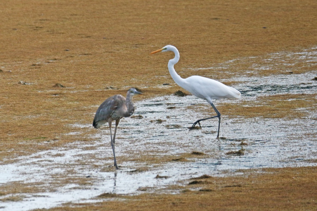 Great Egret - ML113835751