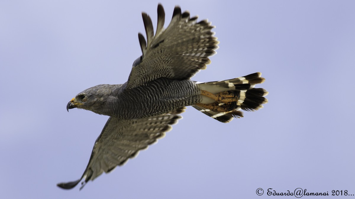 Gray Hawk - Jorge Eduardo Ruano