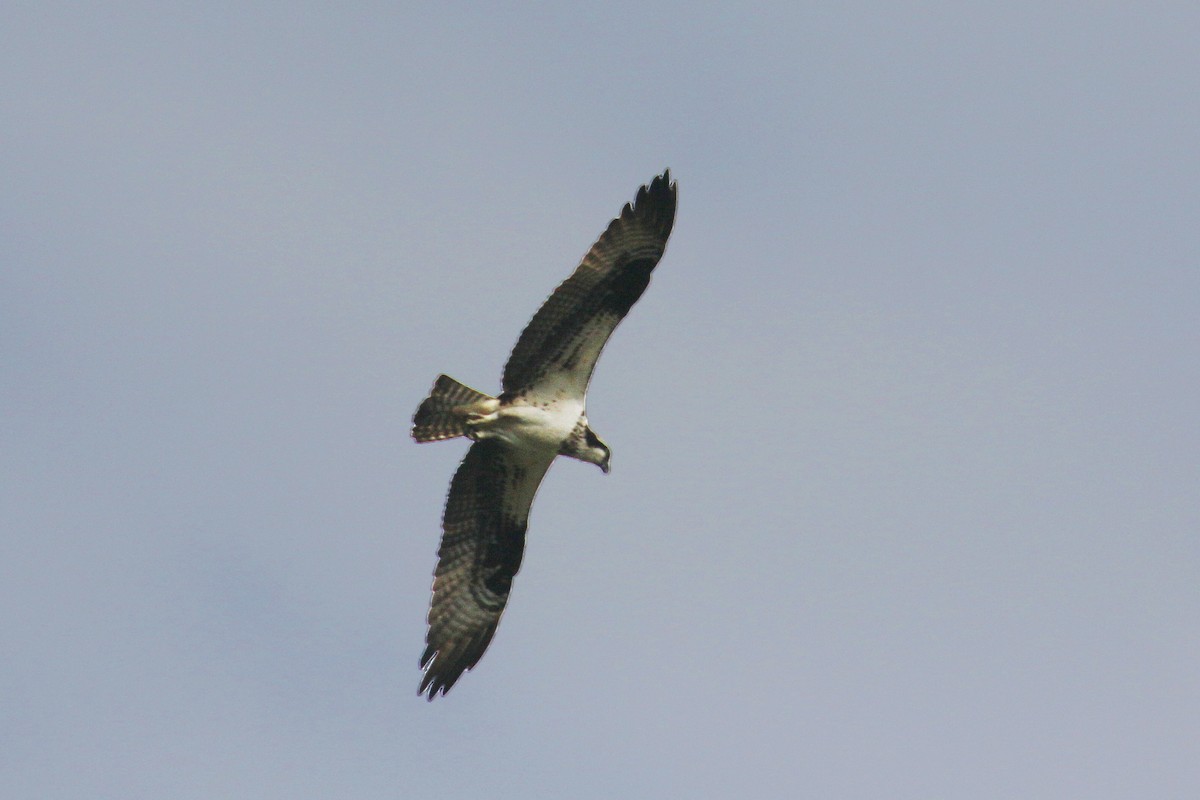 Águila Pescadora - ML113836031