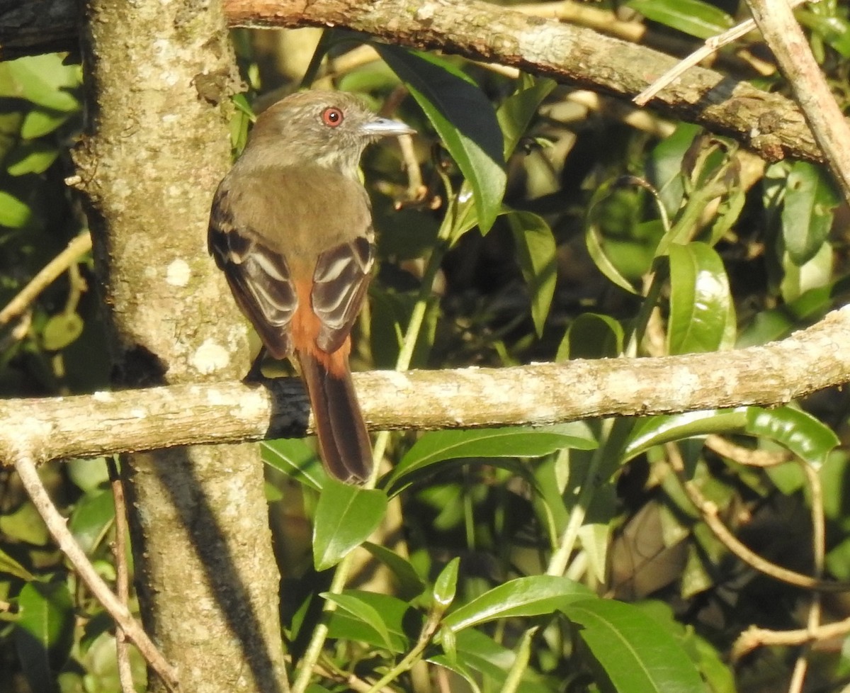 Blue-billed Black-Tyrant - ML113837831