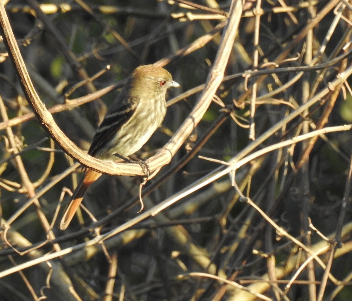 Blue-billed Black-Tyrant - ML113837851