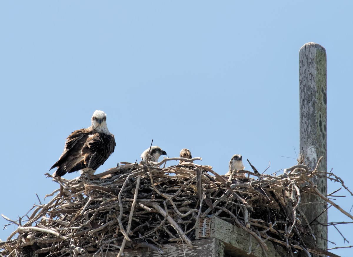 Osprey - Julie Clark