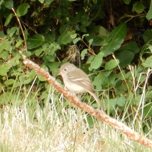 Least Flycatcher - ML113839791