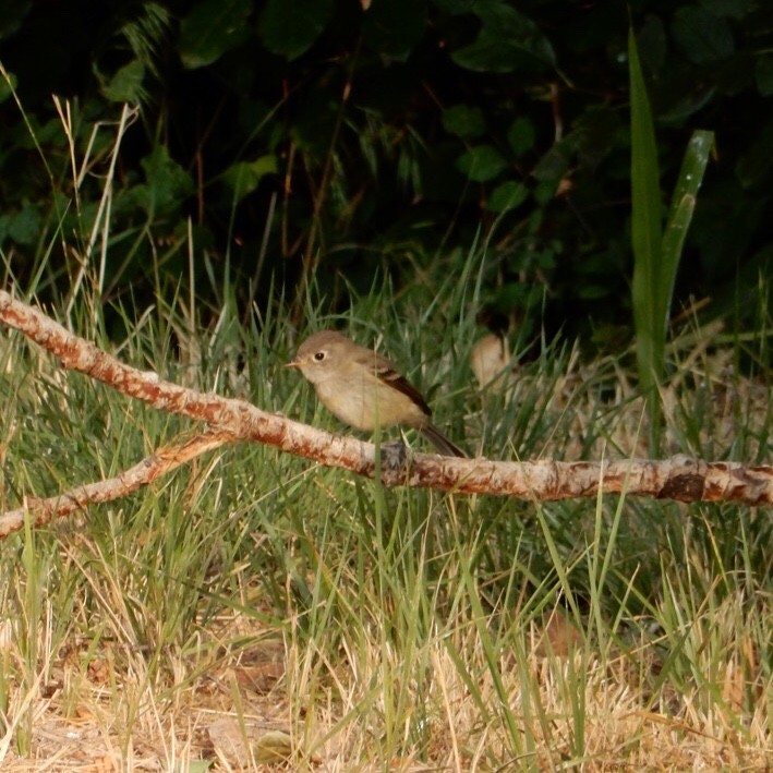 Least Flycatcher - ML113839801