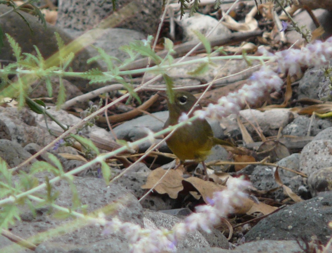 MacGillivray's Warbler - ML113840731