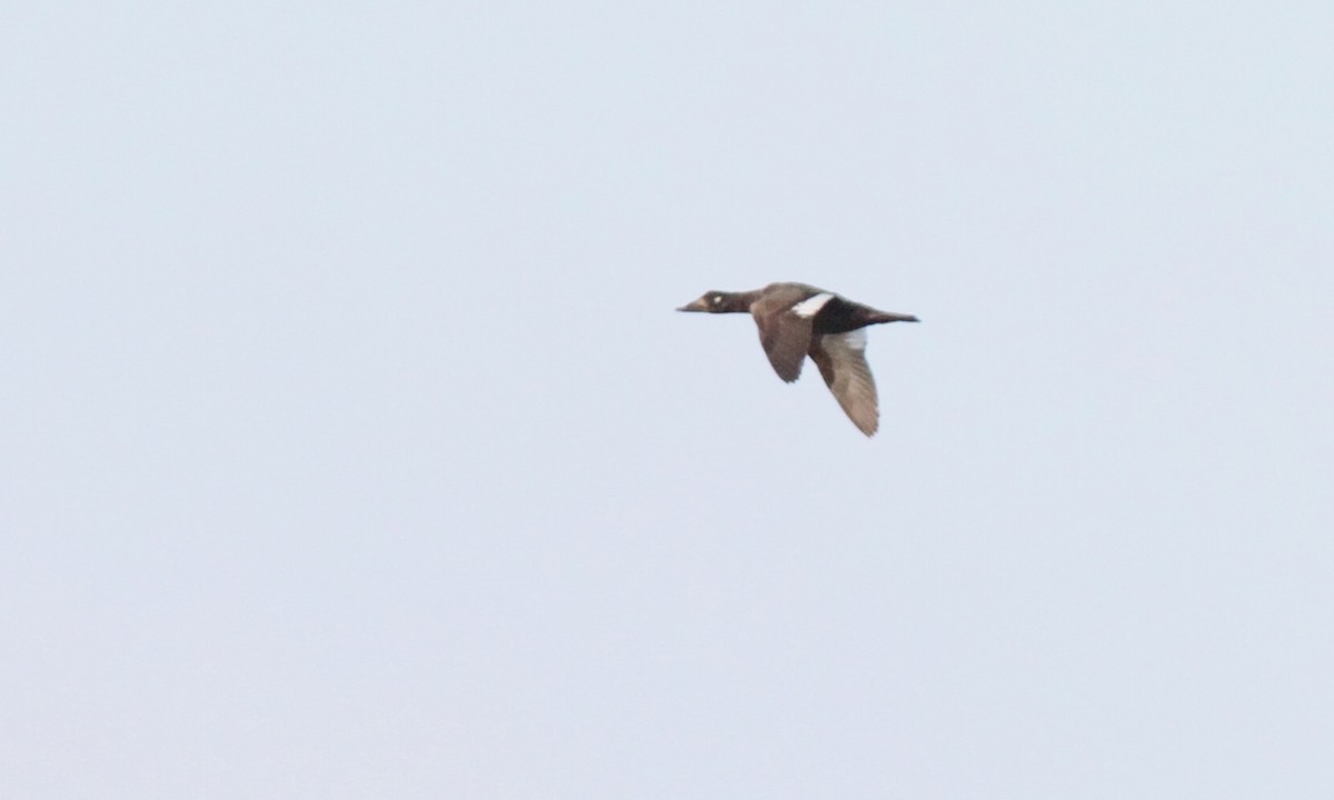 White-winged Scoter - ML113841801