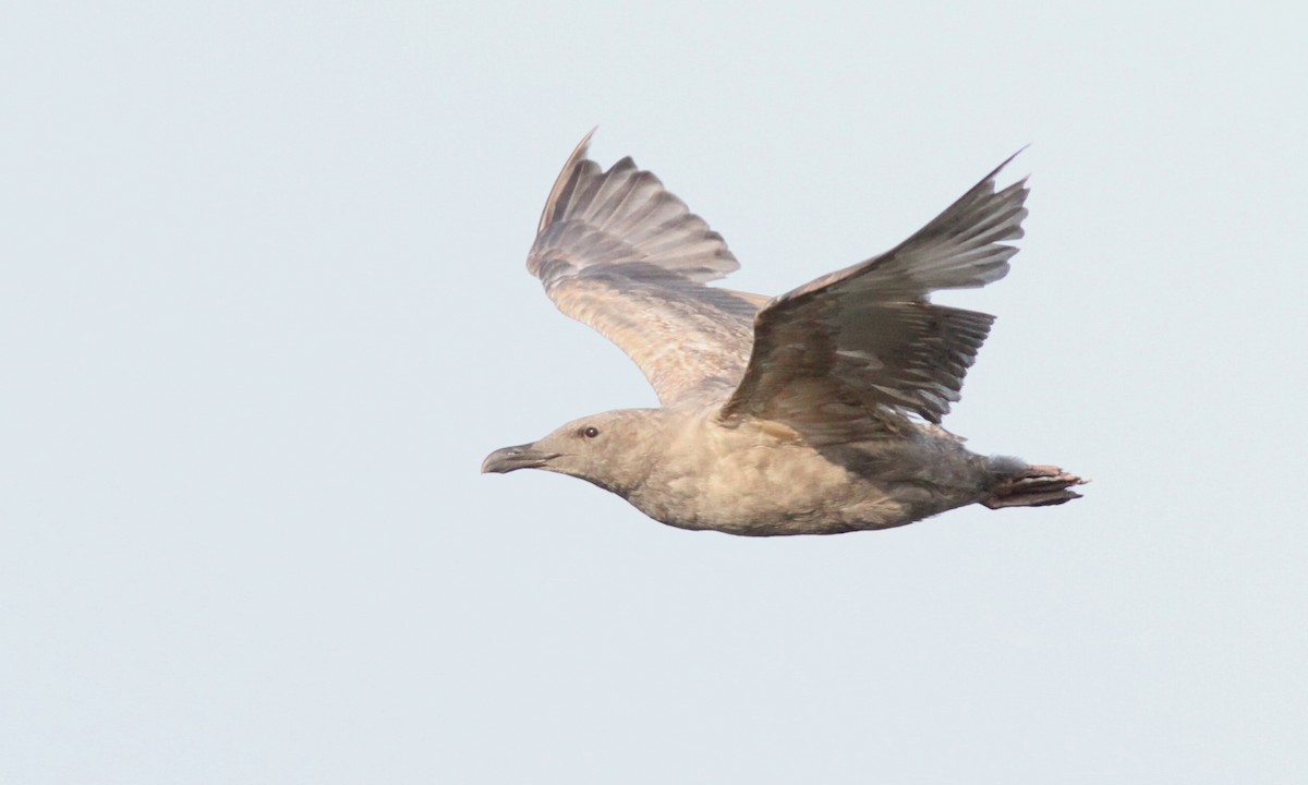 Glaucous-winged Gull - ML113841891