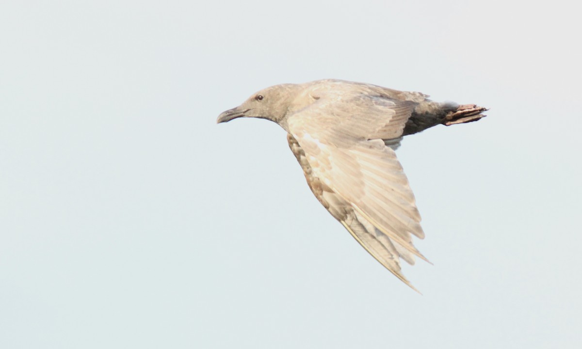 Glaucous-winged Gull - ML113841911