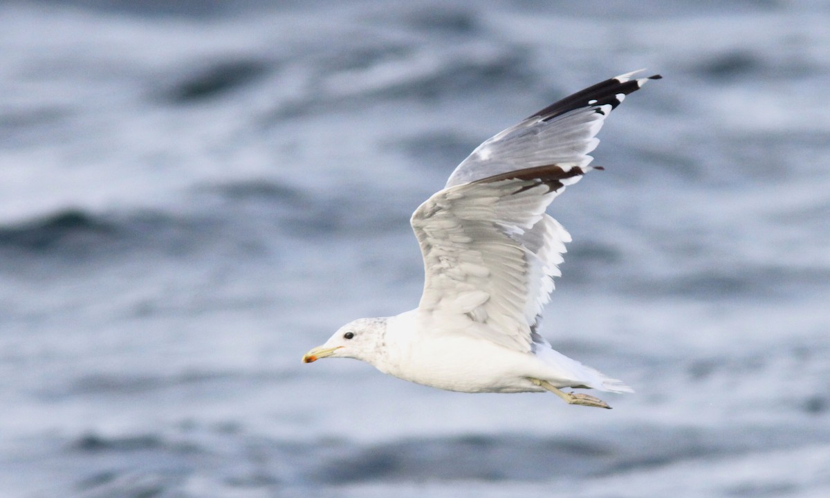 California Gull - Sean Fitzgerald