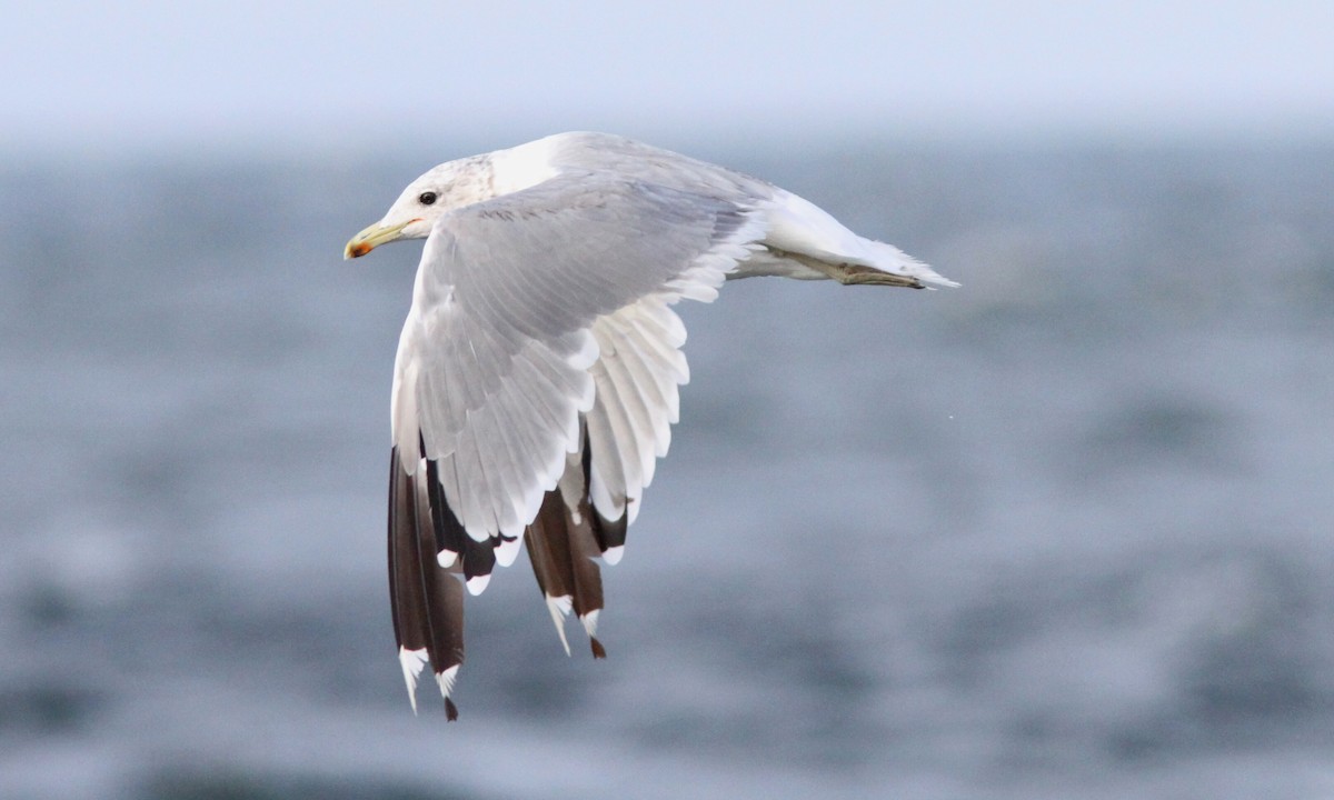 California Gull - ML113841951