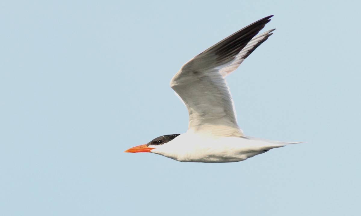 Caspian Tern - ML113842181