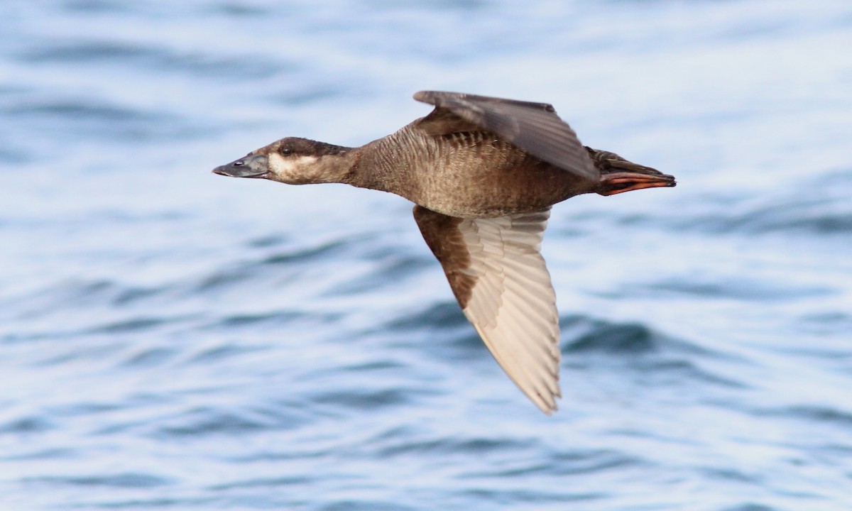 Surf Scoter - Sean Fitzgerald
