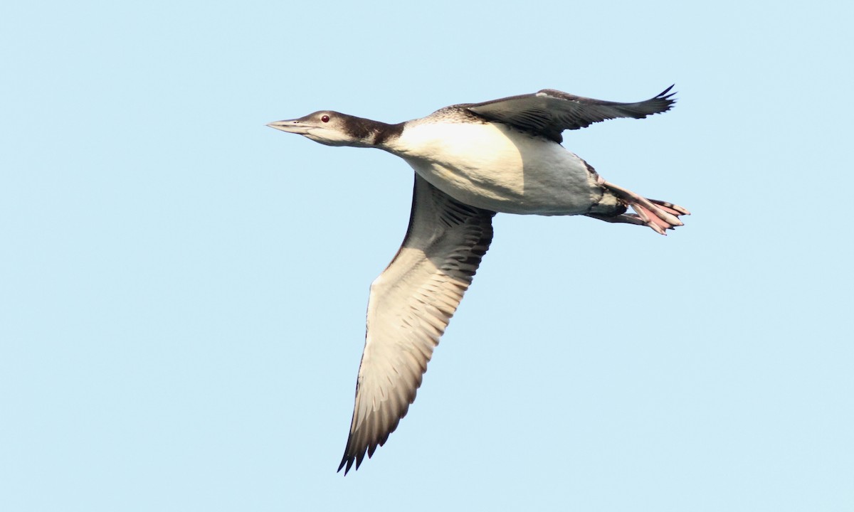 Common Loon - ML113842281