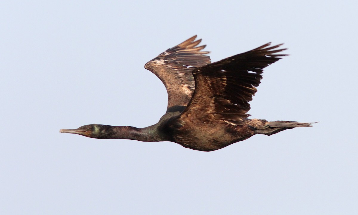 Pelagic Cormorant - ML113842611