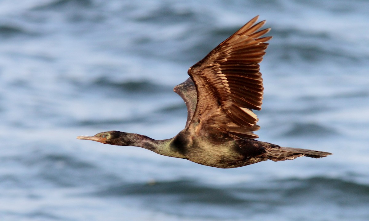 Pelagic Cormorant - ML113842751