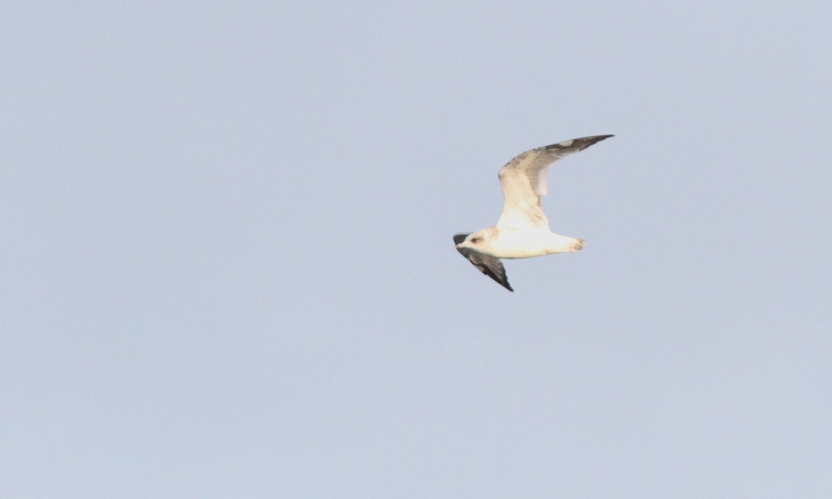 Short-billed Gull - ML113842781