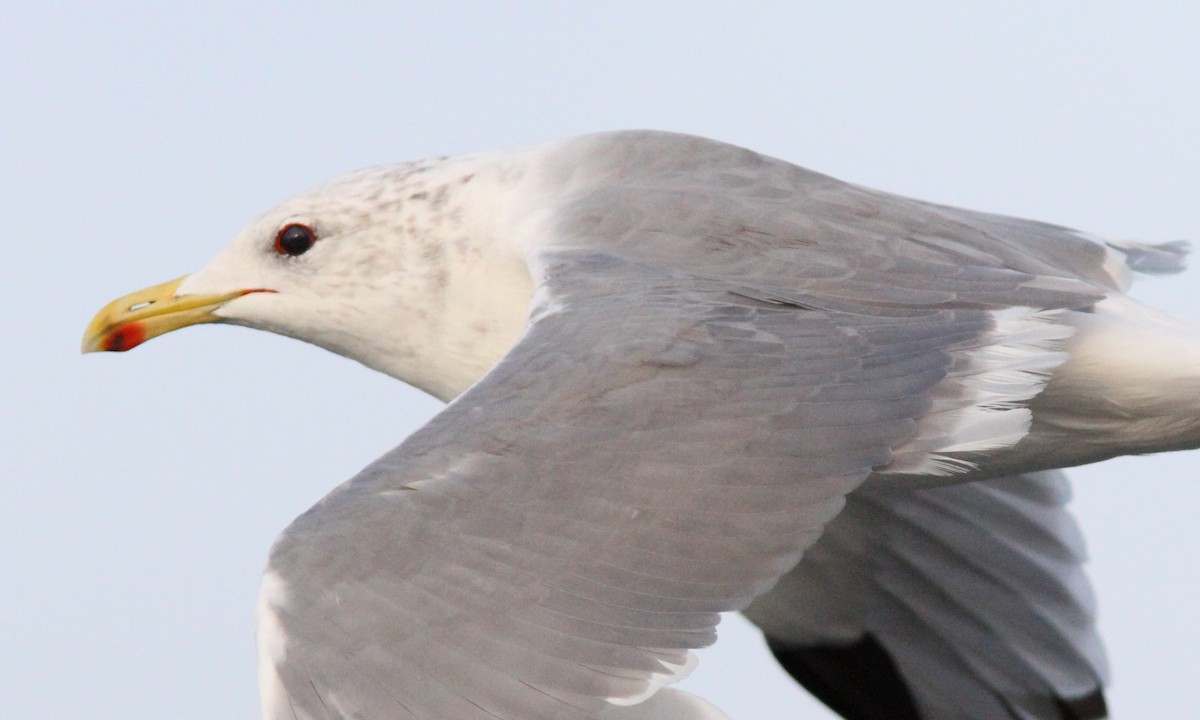 California Gull - Sean Fitzgerald