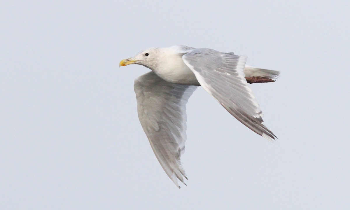 Western x Glaucous-winged Gull (hybrid) - ML113842871