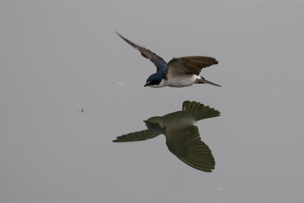 White-rumped Swallow - ML113843801