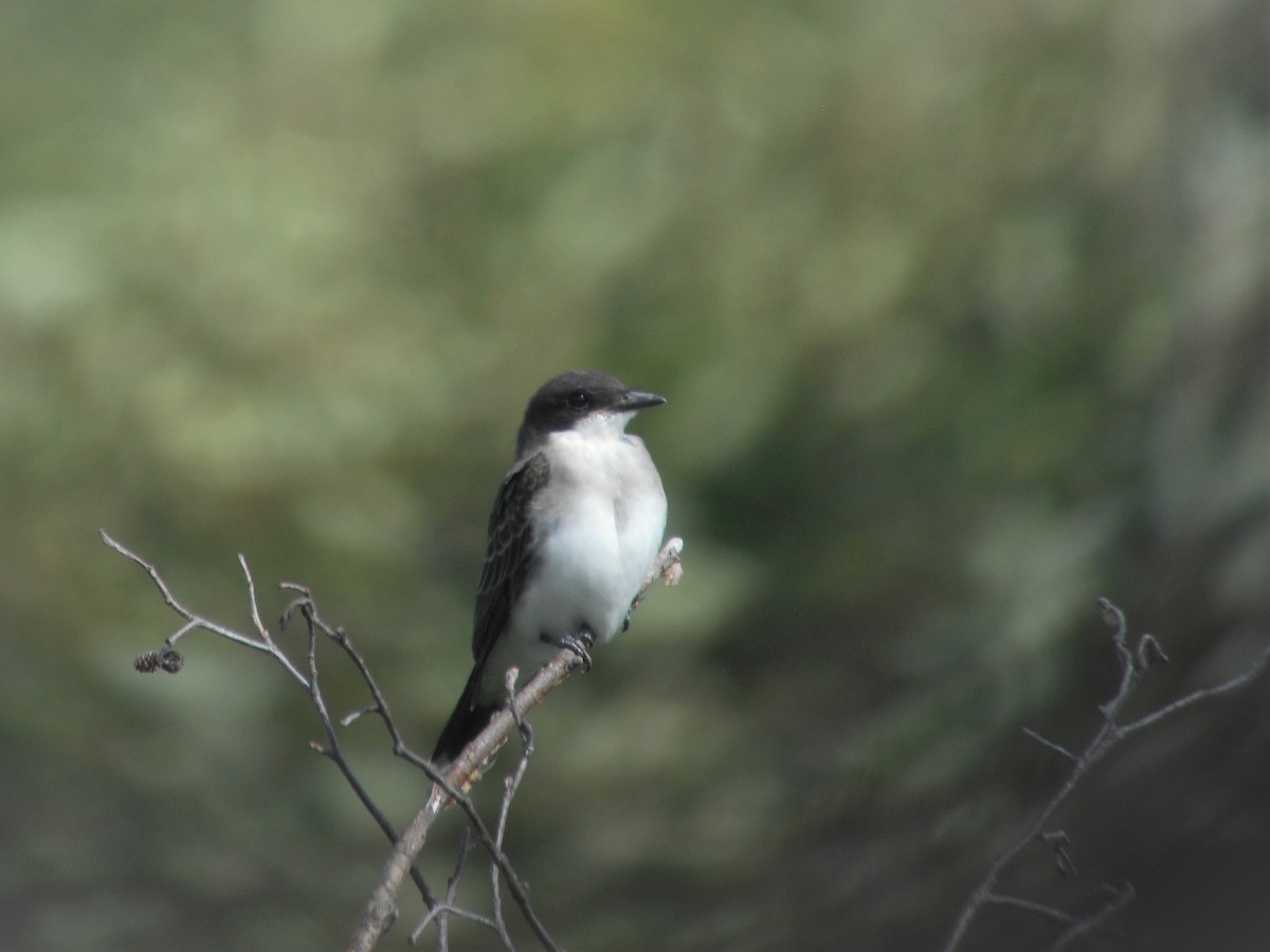 Eastern Kingbird - ML113844021