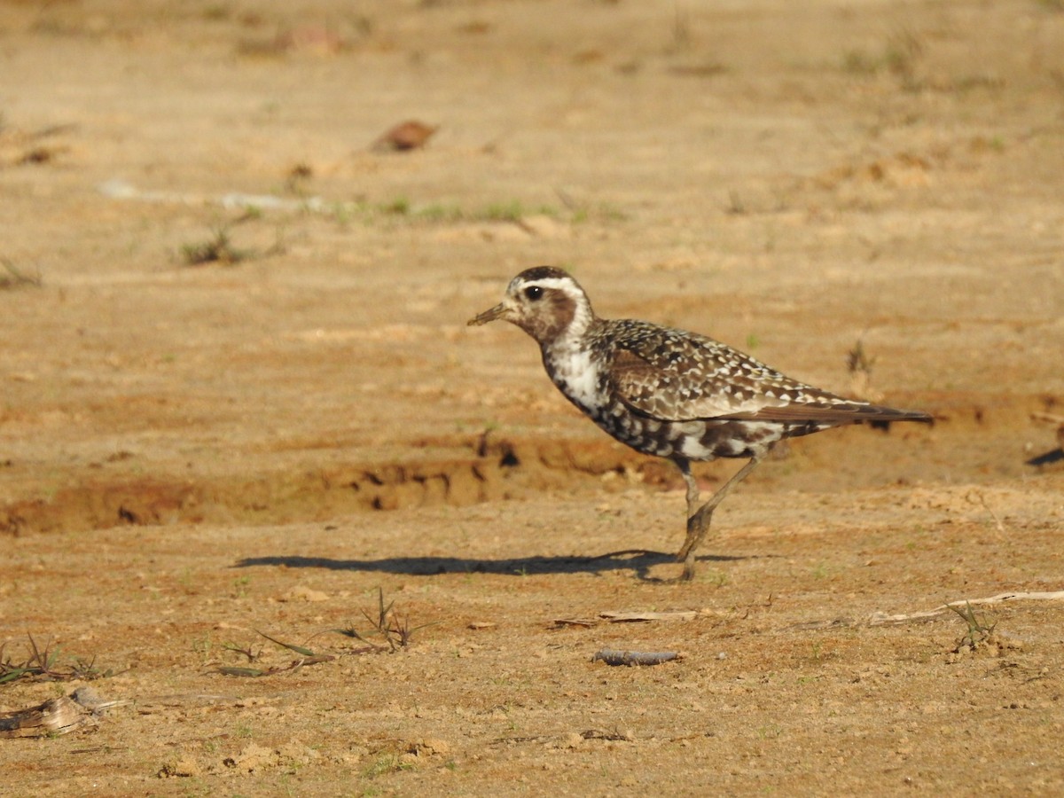 American Golden-Plover - ML113844291