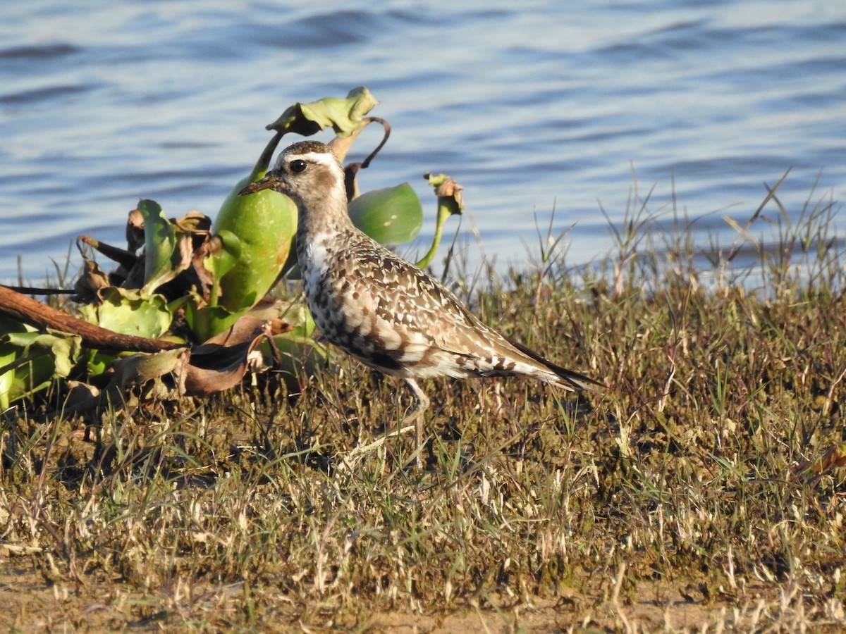 American Golden-Plover - ML113844341