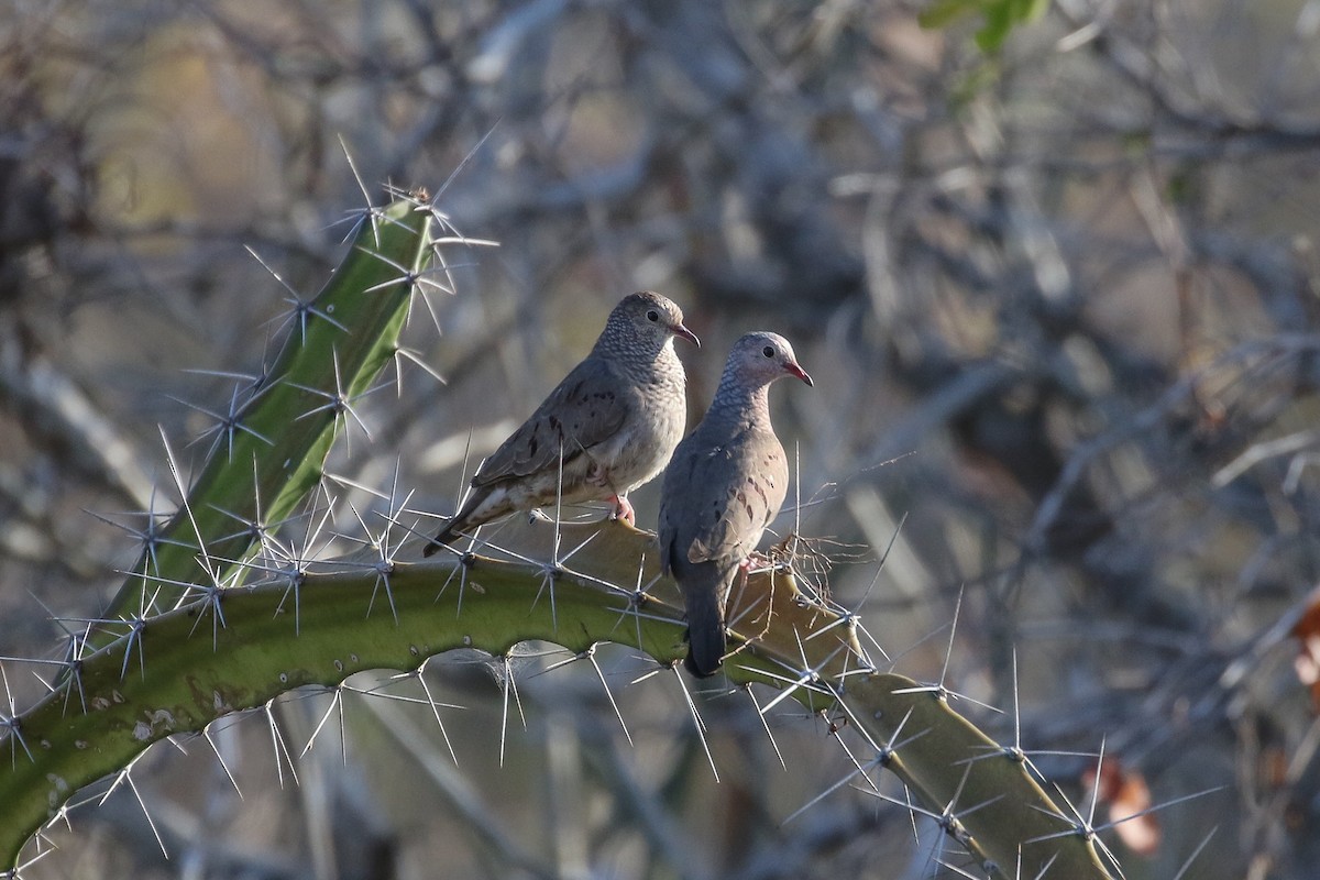 Common Ground Dove - ML113845531