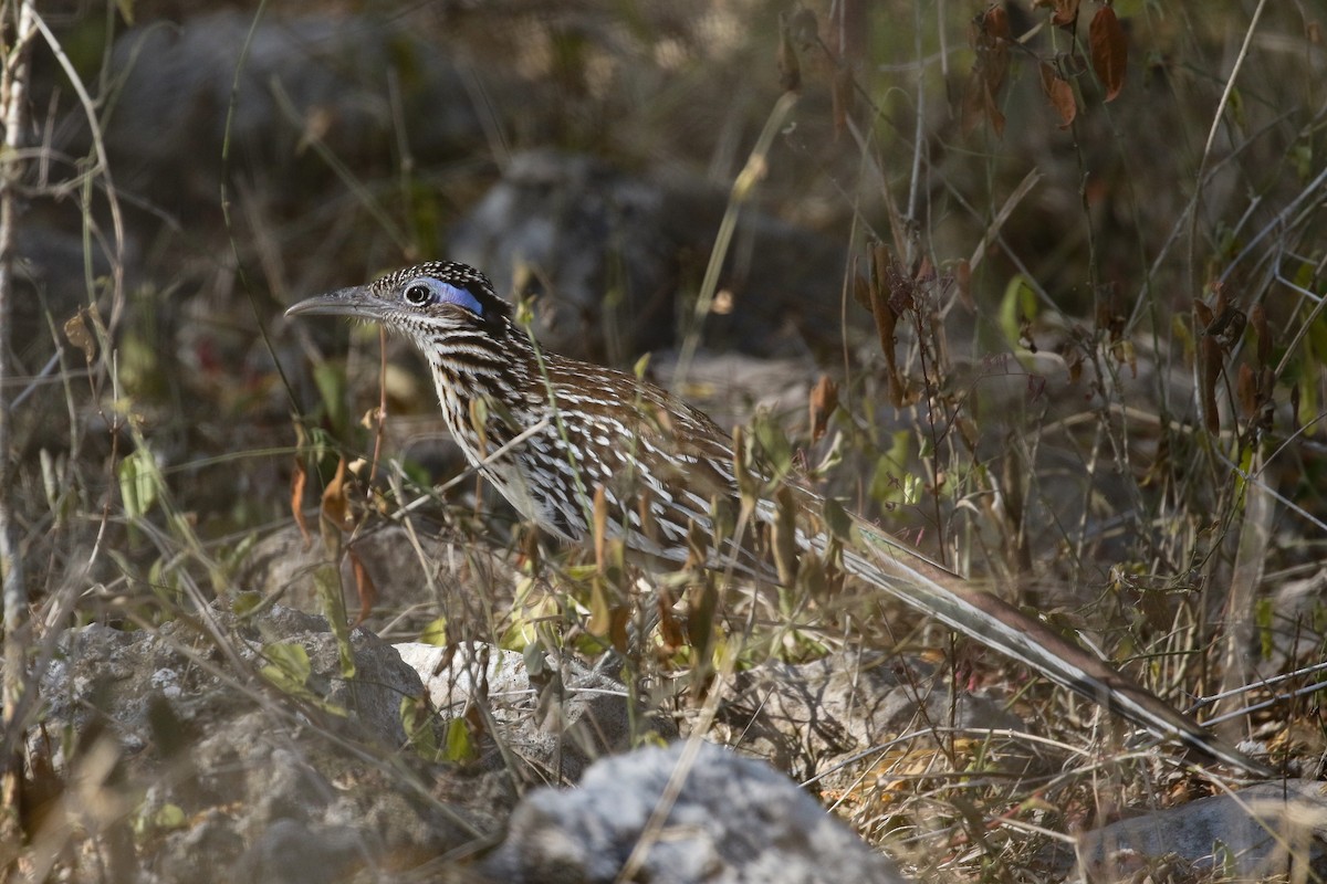 Lesser Roadrunner - ML113845591