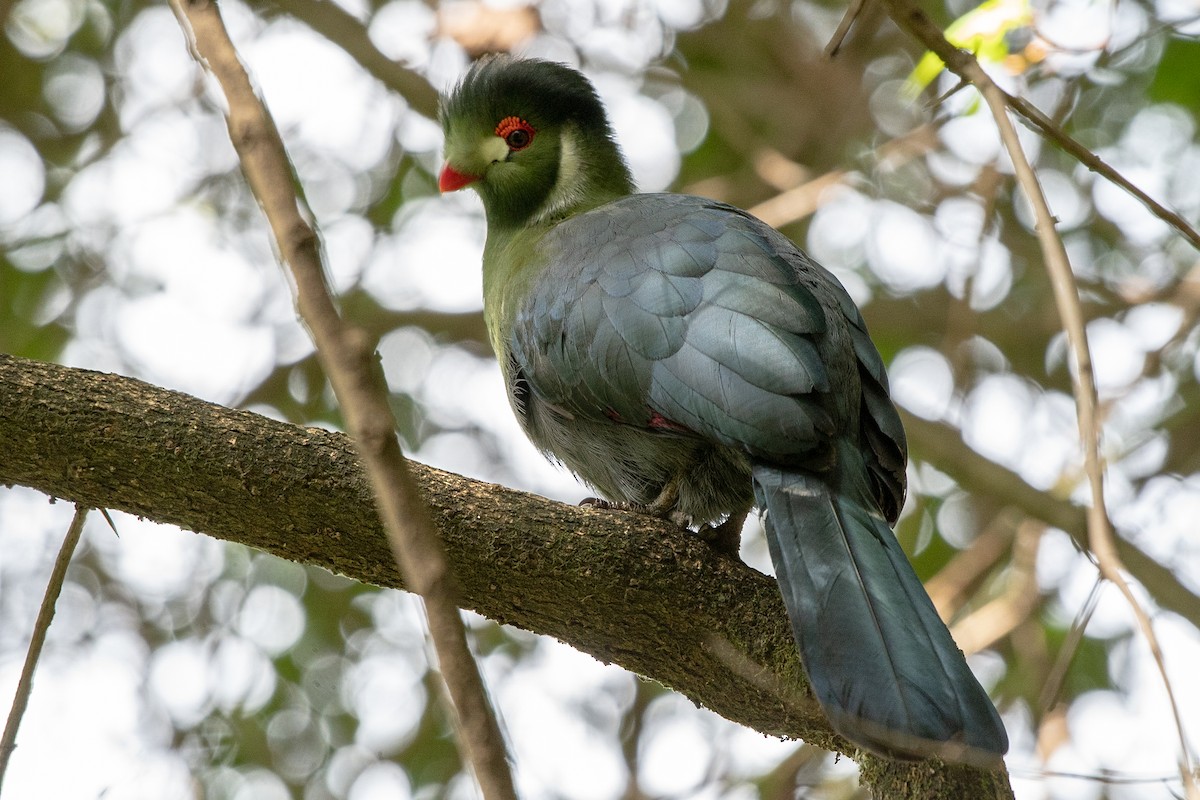 White-cheeked Turaco - Ana Paula Oxom