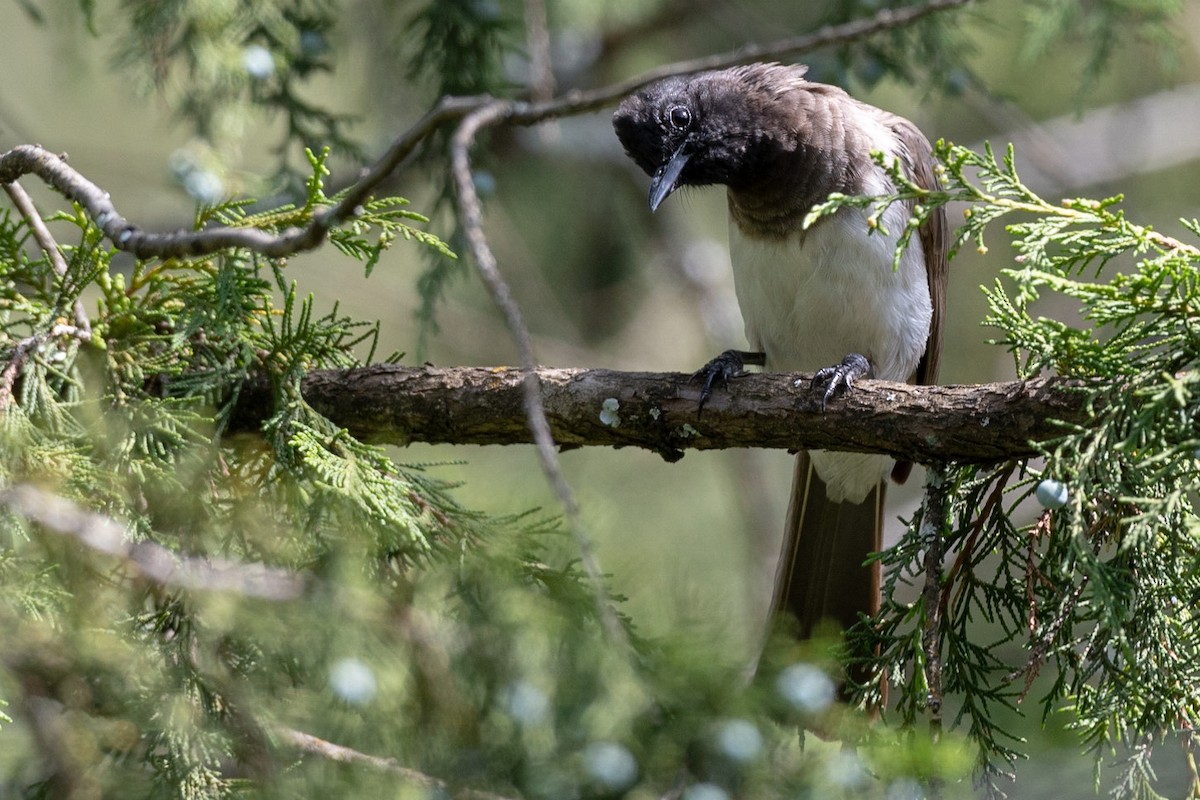 Common Bulbul - ML113846161