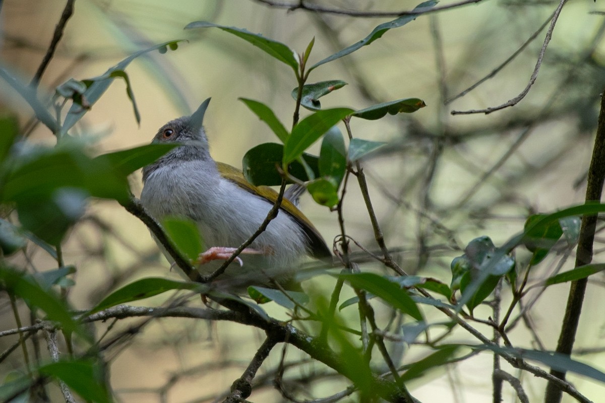 Green-backed Camaroptera (Gray-backed) - ML113846221