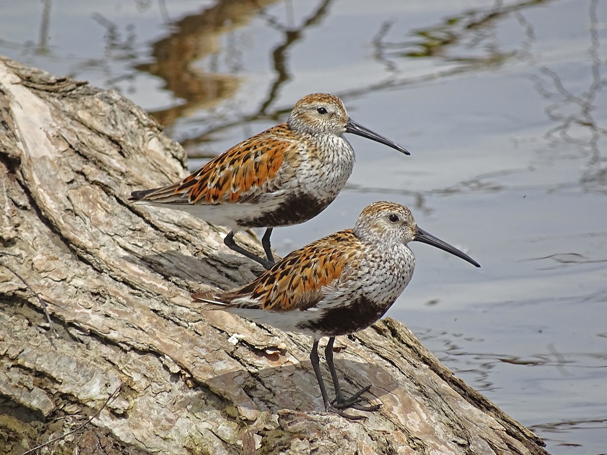 Dunlin - Keith Wickens