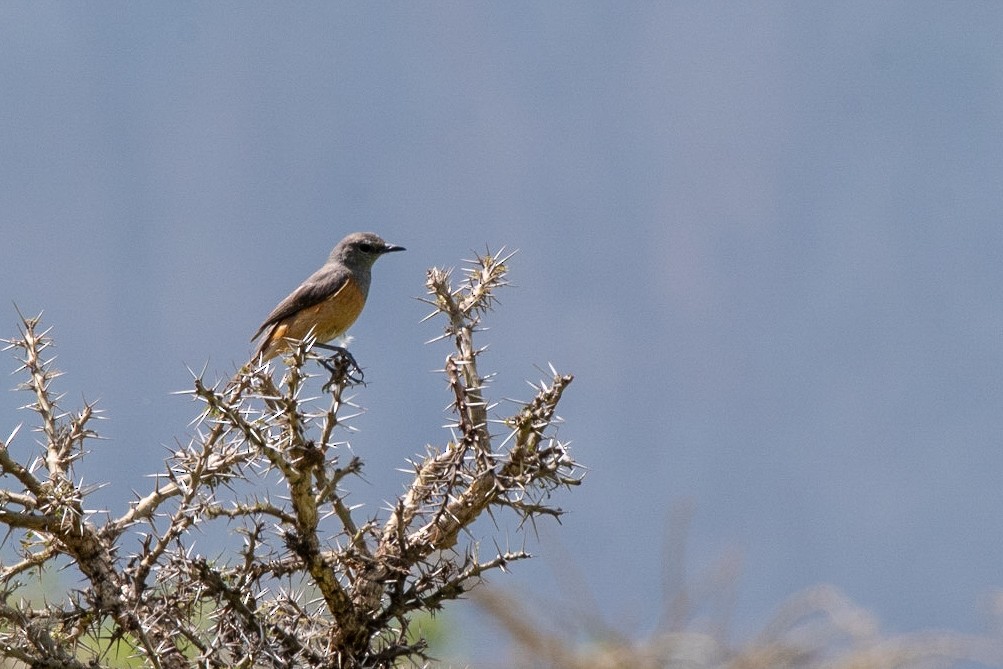 Little Rock-Thrush - Ana Paula Oxom