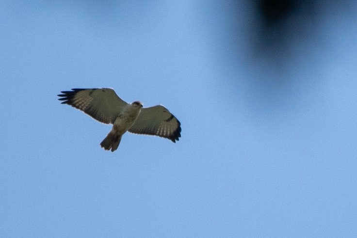 Augur Buzzard (Augur) - ML113847571