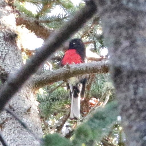 Painted Redstart - ML113849511