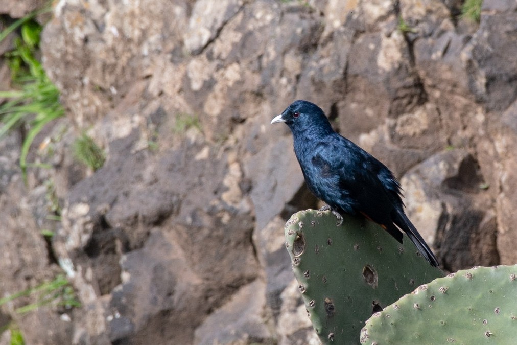 White-billed Starling - ML113849991