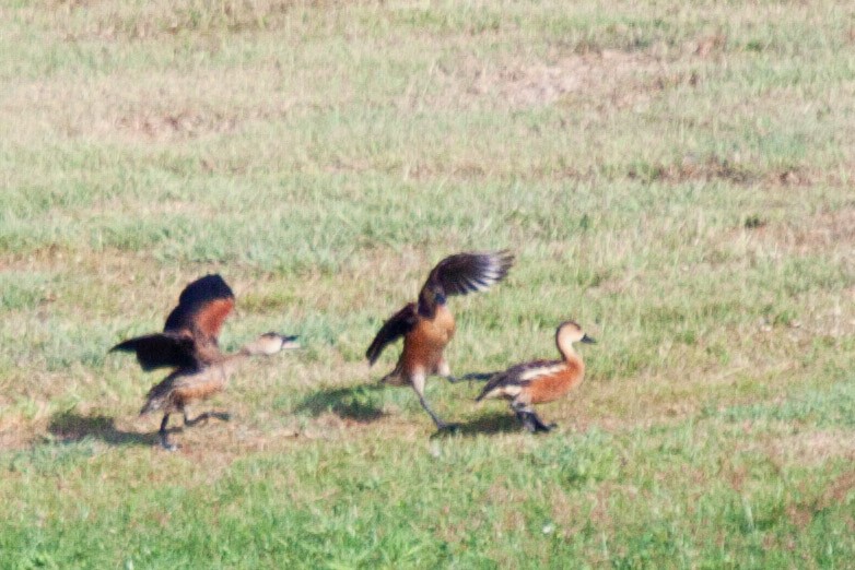 Wandering Whistling-Duck - ML113850021