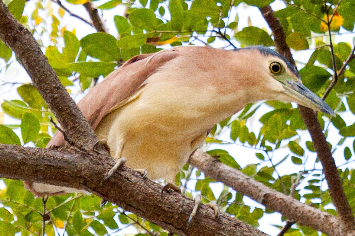 Nankeen Night Heron - ML113852621