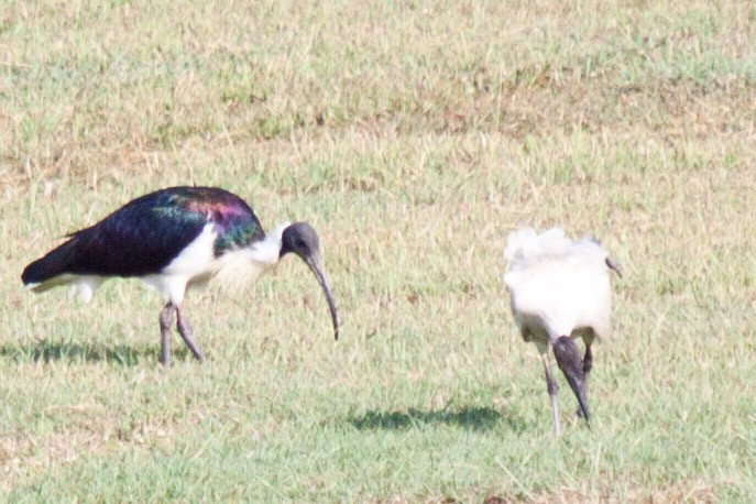 ibis slámokrký - ML113852761