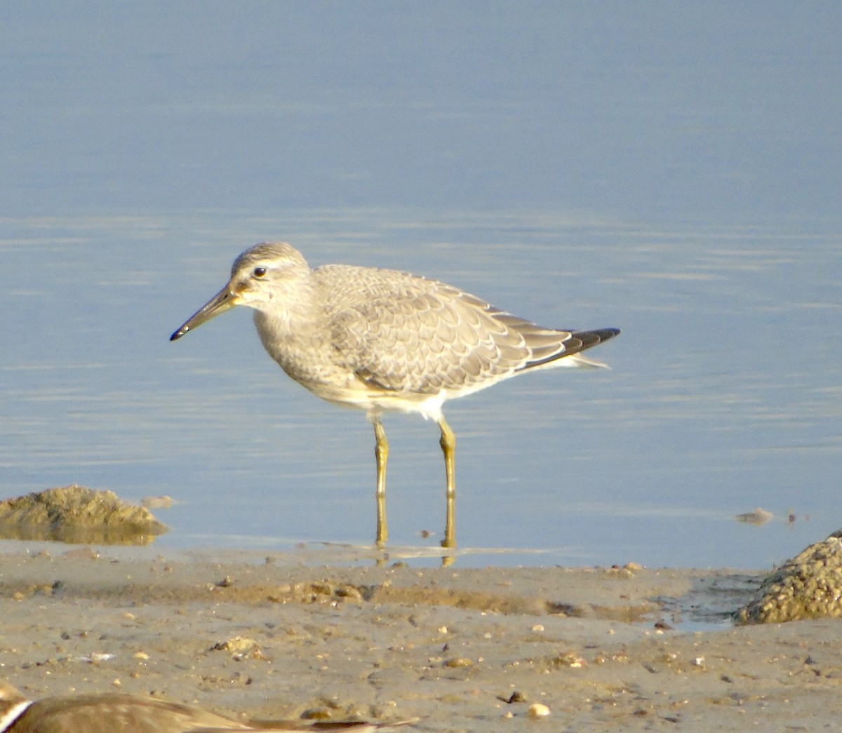 Red Knot - Randy Husson