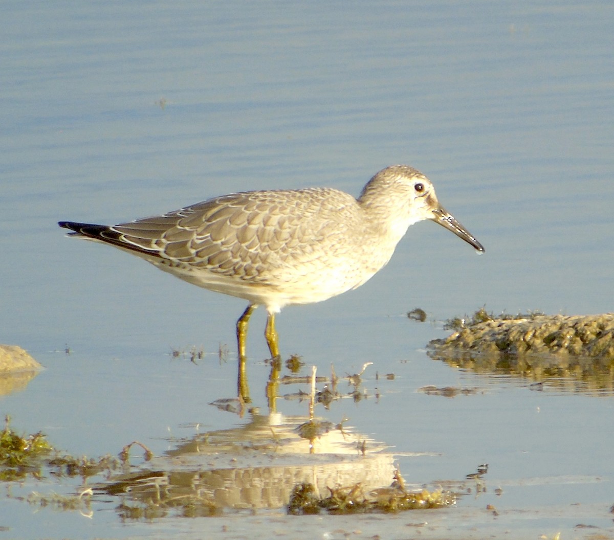 Red Knot - Randy Husson