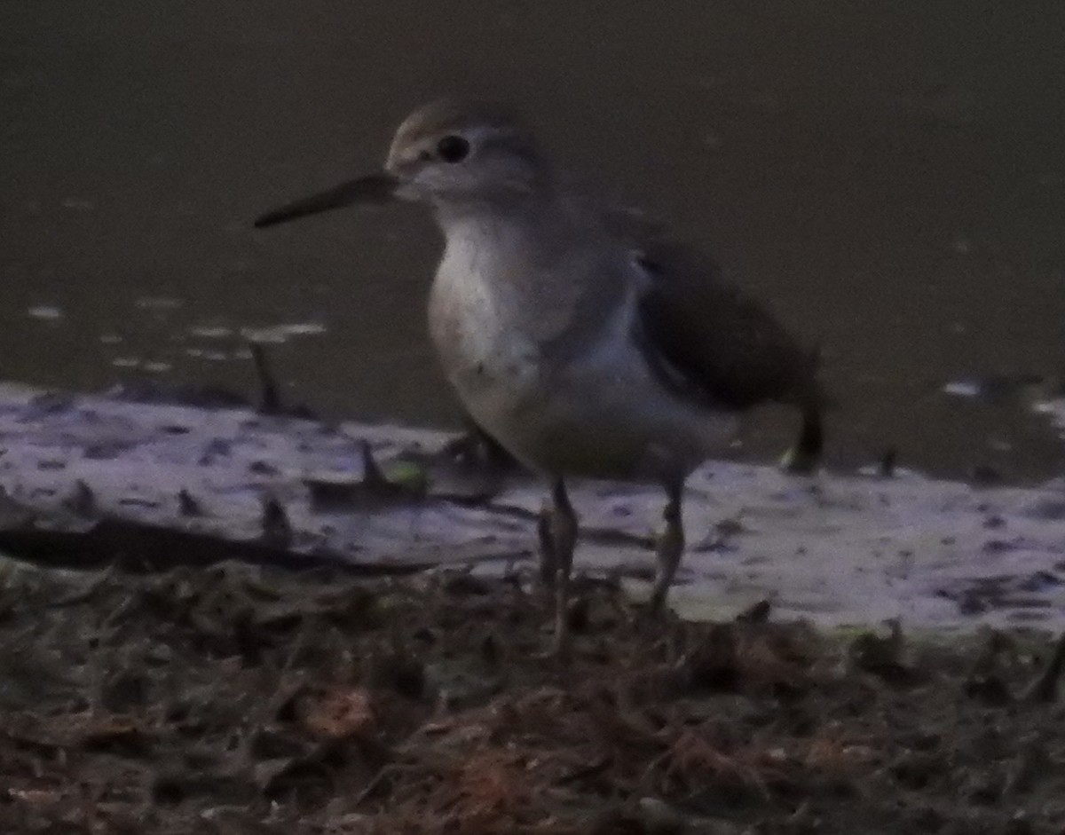 Common Sandpiper - ML113857101