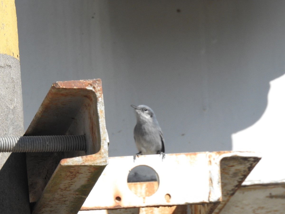 Masked Gnatcatcher - ML113857991