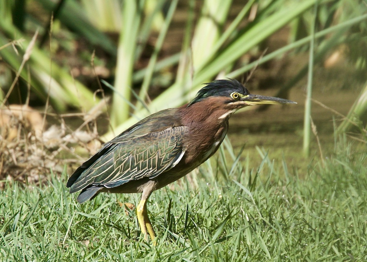 Green Heron - ML113859121