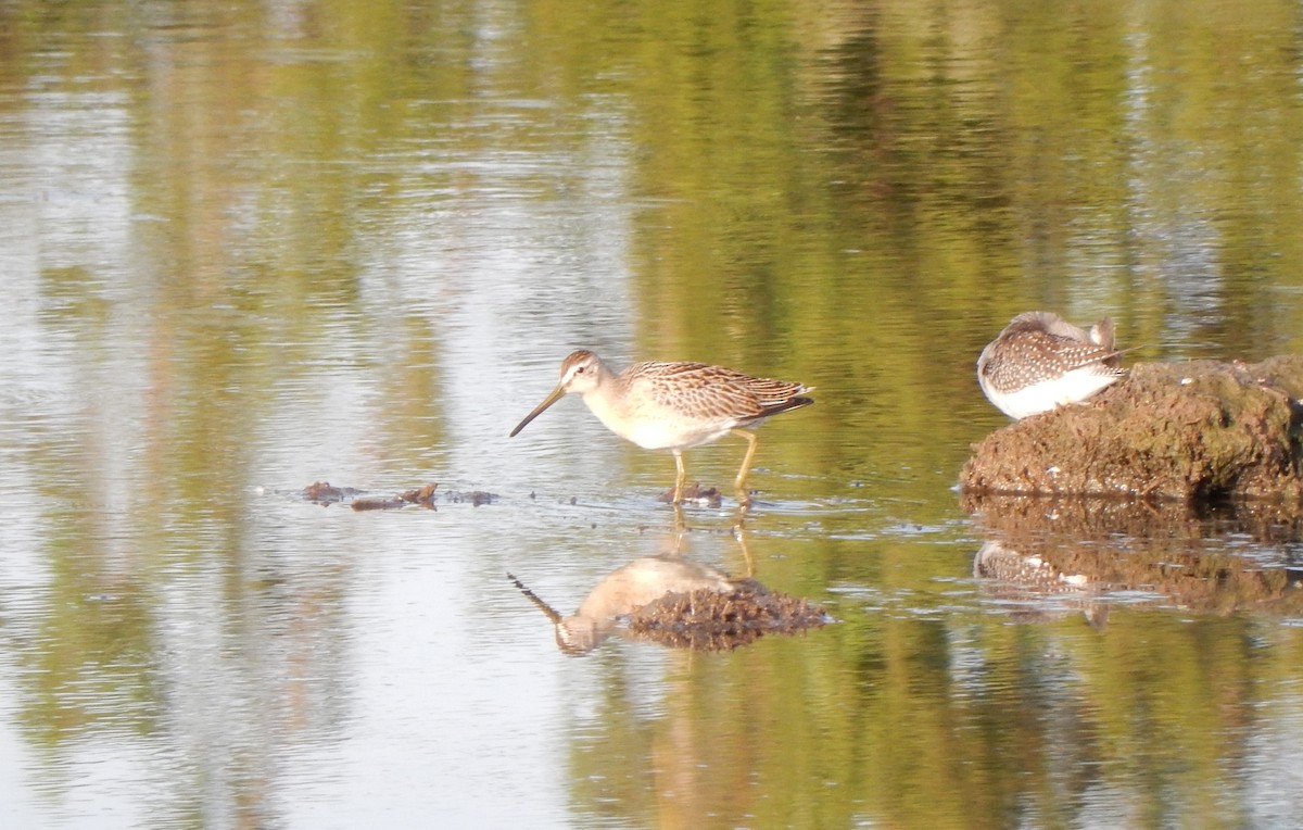 Short-billed Dowitcher - Dan O'Brien