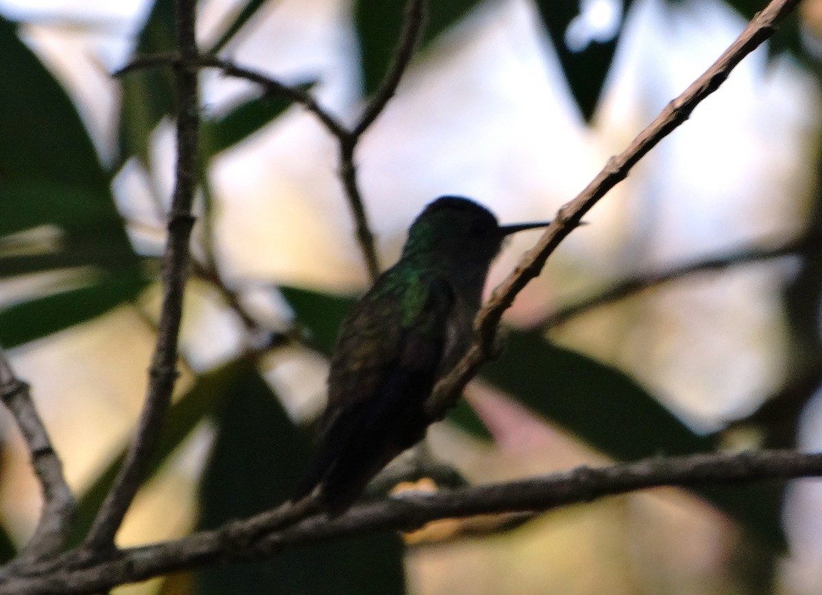 kolibřík bělobradý - ML113864341